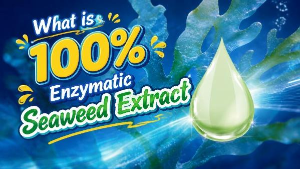 10 Best Seaweed Extract Supplements for Optimal Health